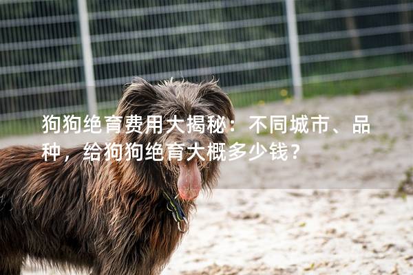 狗狗絕育費用大揭秘：不同城市、品種，給狗狗絕育大概多少錢？