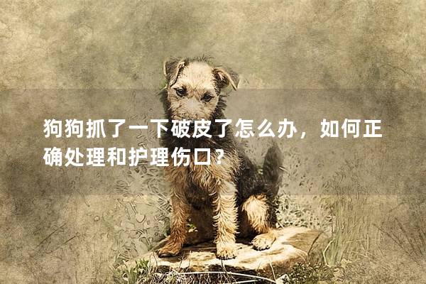 狗狗抓了一下破皮了怎么辦，如何正確處理和護理傷口？