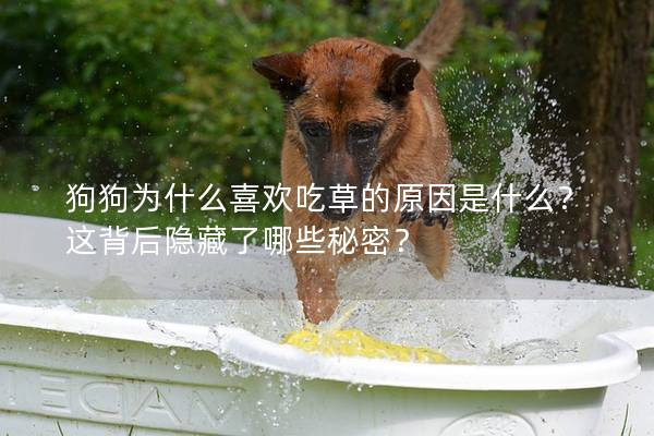 狗狗為什么喜歡吃草的原因是什么？這背后隱藏了哪些秘密？