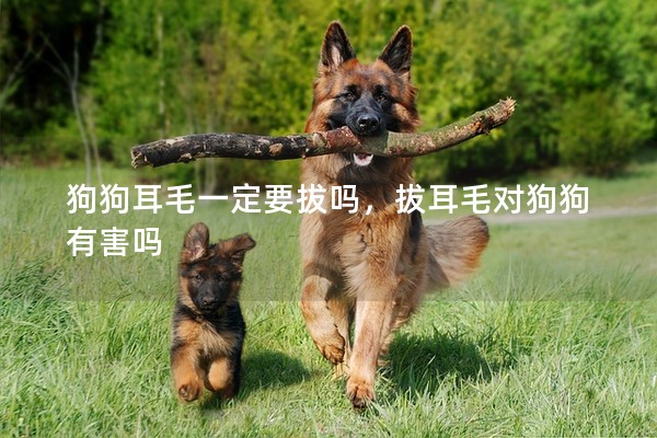 狗狗耳毛一定要拔嗎，拔耳毛對狗狗有害嗎