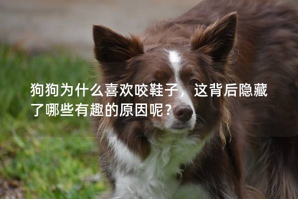 狗狗為什么喜歡咬鞋子，這背后隱藏了哪些有趣的原因呢？