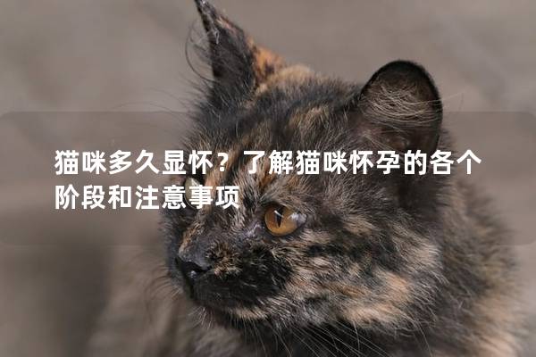 貓咪多久顯懷？了解貓咪懷孕的各個階段和注意事項