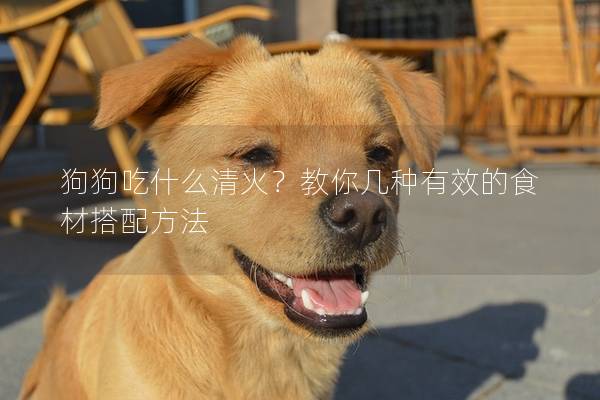 狗狗吃什么清火？教你幾種有效的食材搭配方法