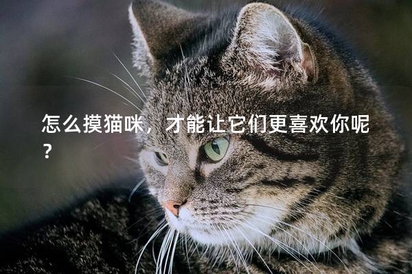怎么摸貓咪，才能讓它們更喜歡你呢？