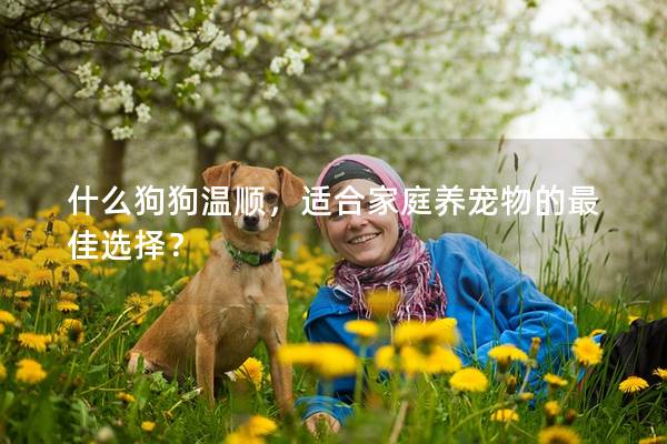 什么狗狗溫順，適合家庭養寵物的最佳選擇？