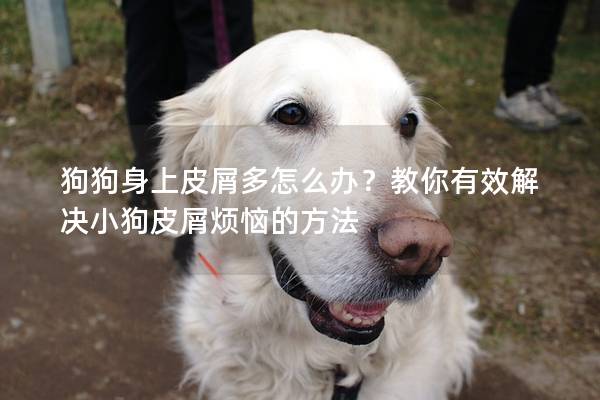 狗狗身上皮屑多怎么辦？教你有效解決小狗皮屑煩惱的方法