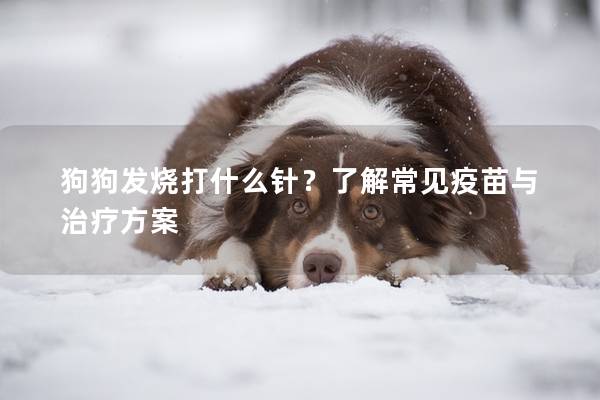 狗狗發燒打什么針？了解常見疫苗與治療方案