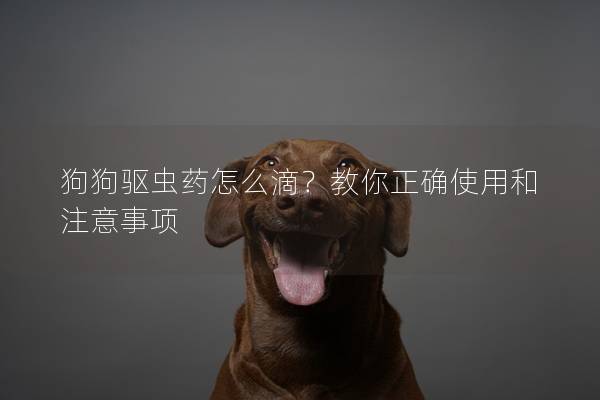 狗狗驅蟲藥怎么滴？教你正確使用和注意事項