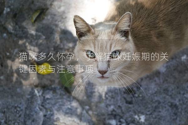 貓咪多久懷孕，了解貓咪妊娠期的關鍵因素與注意事項