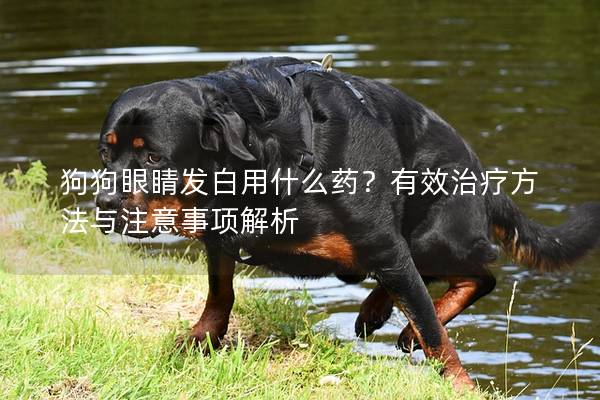 狗狗眼睛發白用什么藥？有效治療方法與注意事項解析