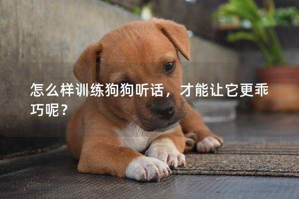 怎么樣訓練狗狗聽話，才能讓它更乖巧呢？