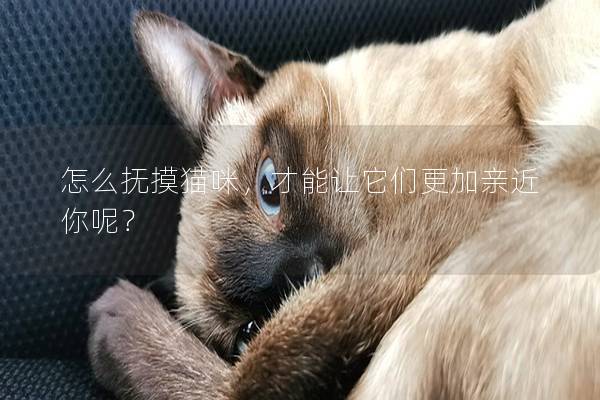 怎么撫摸貓咪，才能讓它們更加親近你呢？