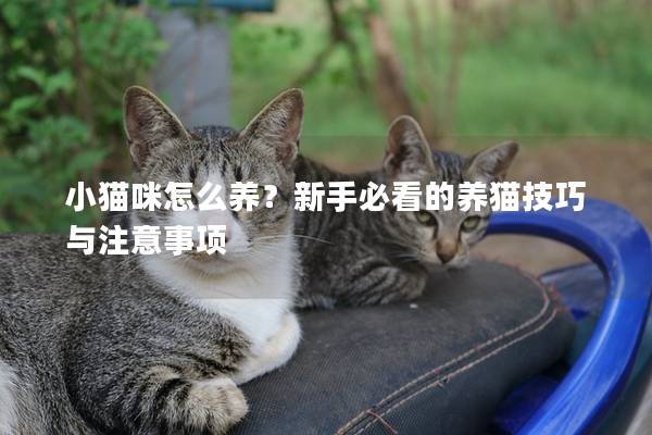 小貓咪怎么養(yǎng)?新手必看的養(yǎng)貓技巧與注意事項 小貓咪怎么養(yǎng)?新手必看的養(yǎng)貓技巧與注意事項