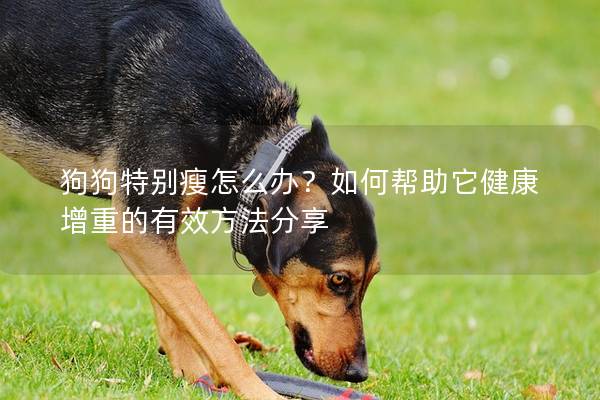 狗狗特別瘦怎么辦？如何幫助它健康增重的有效方法分享