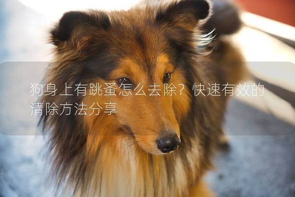 狗身上有跳蚤怎么去除?快速有效的清除方法分享 狗身上有跳蚤怎么去除?快速有效的清除方法分享
