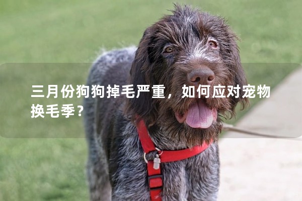 三月份狗狗掉毛嚴重，如何應對寵物換毛季？