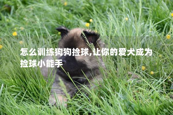 怎么訓(xùn)練狗狗撿球,讓你的愛(ài)犬成為撿球小能手