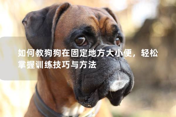 如何教狗狗在固定地方大小便，輕松掌握訓練技巧與方法