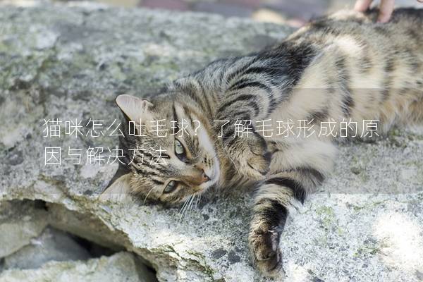 貓咪怎么吐毛球?了解毛球形成的原因與解決方法