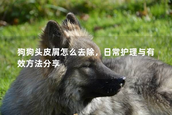 狗狗頭皮屑怎么去除，日常護理與有效方法分享