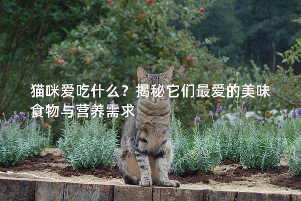 貓咪愛吃什么？揭秘它們最愛的美味食物與營養(yǎng)需求