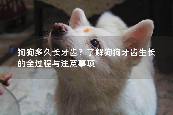 狗狗多久長牙齒？了解狗狗牙齒生長的全過程與注意事項