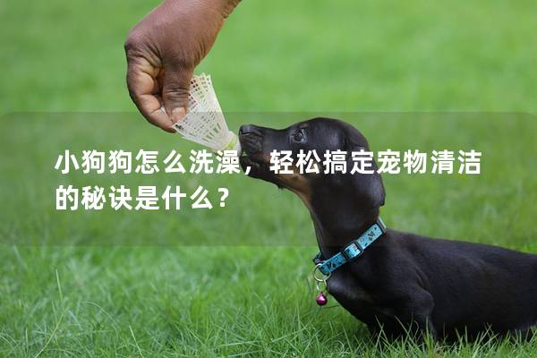 小狗狗怎么洗澡，輕松搞定寵物清潔的秘訣是什么？