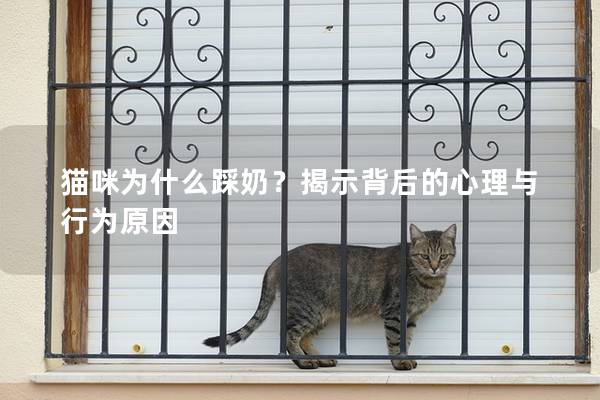 貓咪為什么踩奶？揭示背后的心理與行為原因
