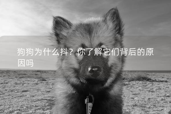 狗狗為什么抖？你了解它們背后的原因嗎