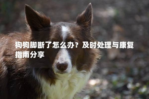 狗狗腳斷了怎么辦？及時處理與康復指南分享
