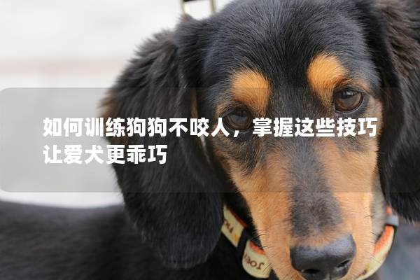 如何訓(xùn)練狗狗不咬人,掌握這些技巧讓愛犬更乖巧 如何訓(xùn)練狗狗不咬人,掌握這些技巧讓愛犬更乖巧