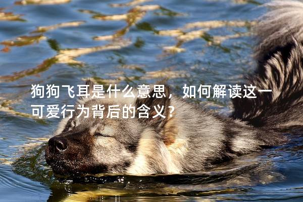 狗狗飛耳是什么意思，如何解讀這一可愛行為背后的含義？