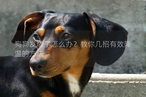 狗狗發燒了怎么辦？教你幾招有效降溫的方法