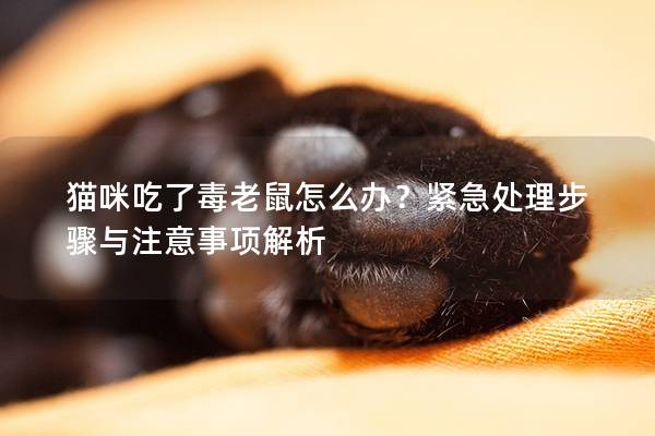 貓咪吃了毒老鼠怎么辦？緊急處理步驟與注意事項解析