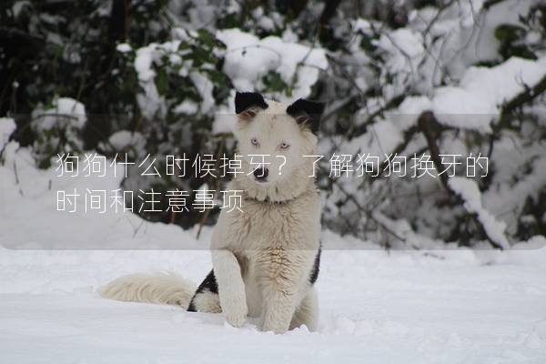 狗狗什么時候掉牙？了解狗狗換牙的時間和注意事項(xiàng)
