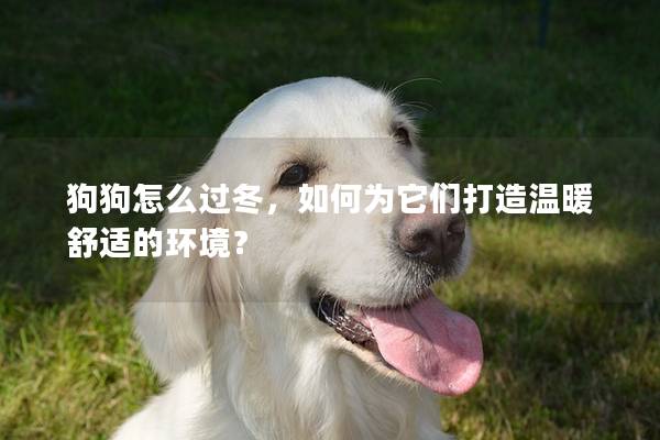 狗狗怎么過冬，如何為它們打造溫暖舒適的環(huán)境？