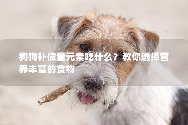 狗狗補微量元素吃什么？教你選擇營養(yǎng)豐富的食物