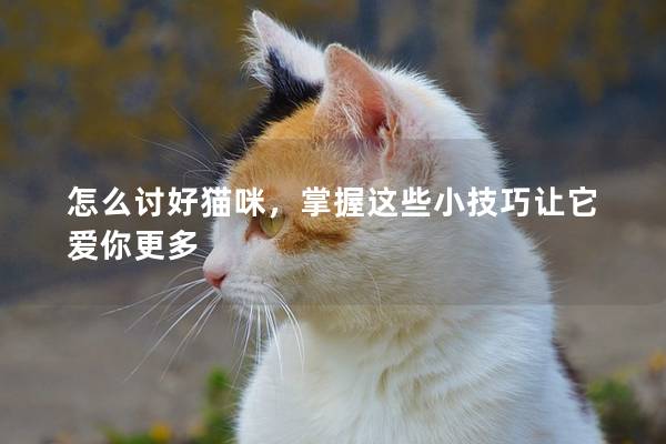 怎么討好貓咪，掌握這些小技巧讓它愛你更多
