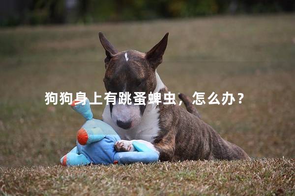 狗狗身上有跳蚤蜱蟲,怎么辦? 狗狗身上有跳蚤蜱蟲,怎么辦?