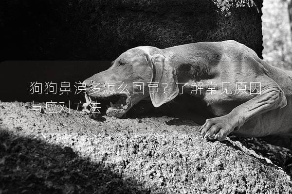 狗狗鼻涕多怎么回事？了解常見原因與應對方法