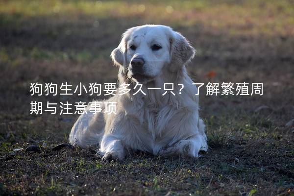 狗狗生小狗要多久一只？了解繁殖周期與注意事項
