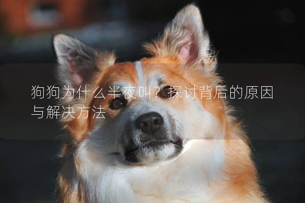 狗狗為什么半夜叫？探討背后的原因與解決方法