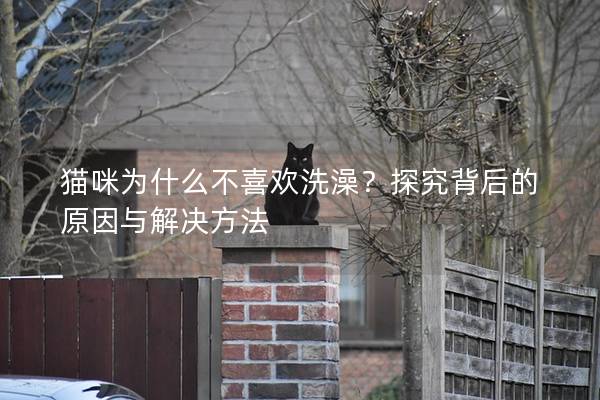貓咪為什么不喜歡洗澡？探究背后的原因與解決方法