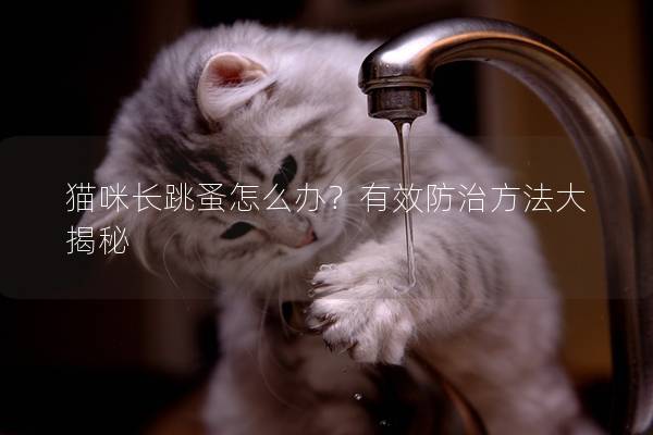 貓咪長跳蚤怎么辦？有效防治方法大揭秘