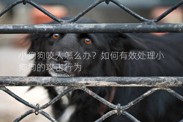 小狗狗咬人怎么辦？如何有效處理小狗狗的攻擊行為