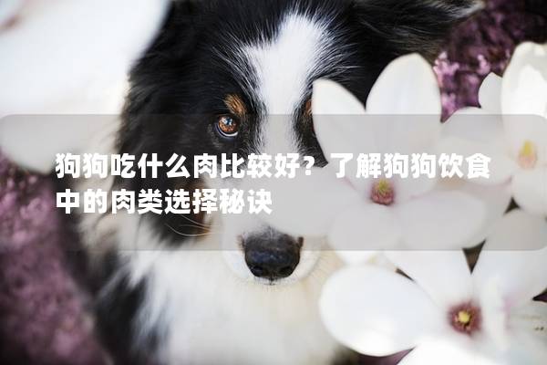 狗狗吃什么肉比較好？了解狗狗飲食中的肉類選擇秘訣