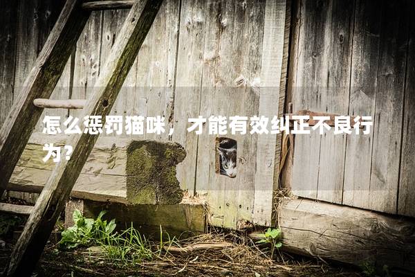 怎么懲罰貓咪，才能有效糾正不良行為？