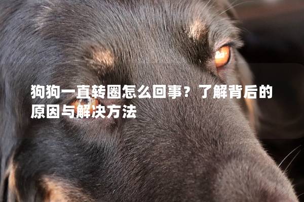 狗狗一直轉圈怎么回事？了解背后的原因與解決方法
