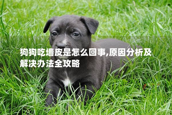 狗狗吃墻皮是怎么回事,原因分析及解決辦法全攻略 狗狗吃墻皮是怎么回事,原因分析及解決辦法全攻略
