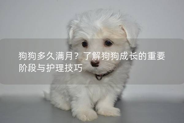 狗狗多久滿月？了解狗狗成長的重要階段與護理技巧